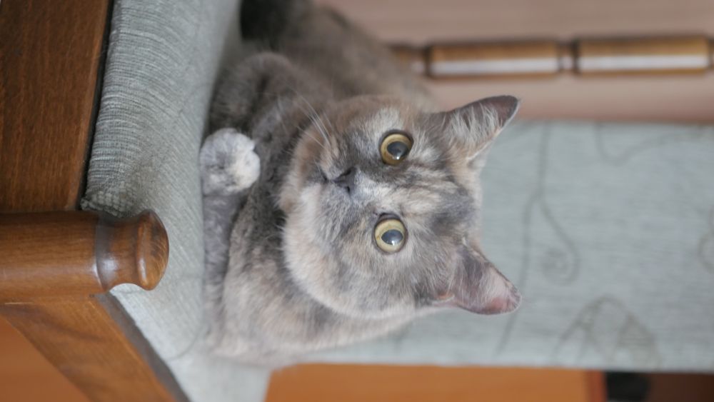 Kotka Sonia