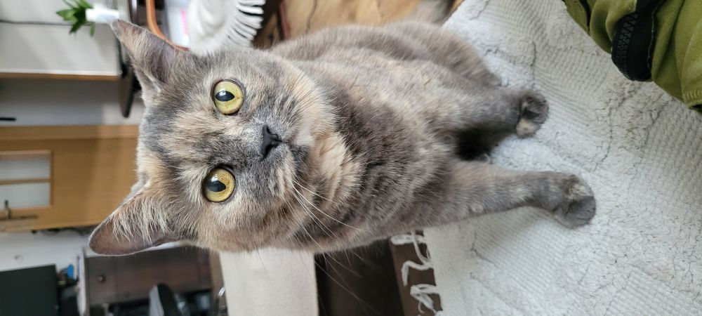Kotka Sonia — towarzyszka z Zaporoża